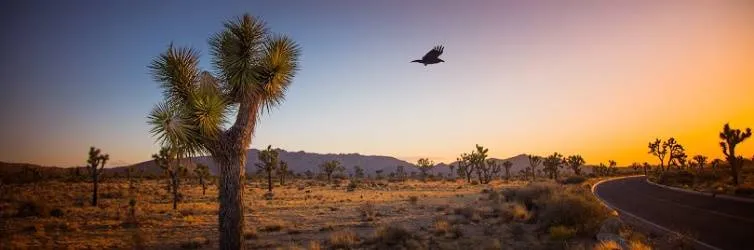 Strangest things: California's desert treasures